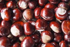 paardenkastanje#(20201006)b flora