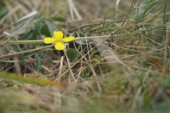 tormentil#(20231009) flora