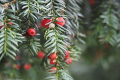 taxus#(20211013) flora