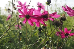 cosmos#(20181013)a flora