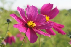 cosmos#(20181013)b flora
