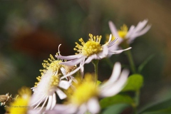 aster#(20191014) flora