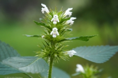 hennepnetel#(20231014) flora