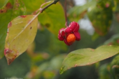 kardinaalsmuts#(20221014) flora