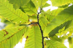 tamme kastanje#(20201016) flora