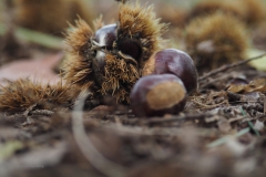 tamme kastanje#(20201016)a flora