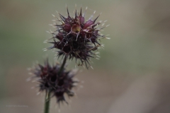 hennepnetel#(20201016) flora