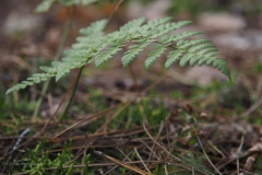 varen#(20201016) flora