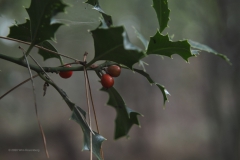 hulst#(20201016)a flora
