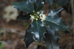 hulst#(20201016) flora