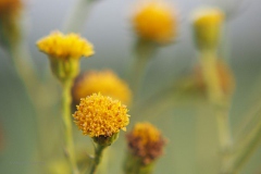 duinkruiskruid#(20181020) flora