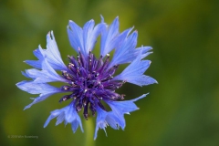 korenbloem#(20181020) flora