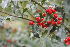 hulst#(20211022) flora