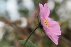 cosmos#(20231022) flora
