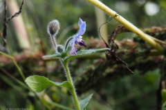 bernagie#(20231022) flora