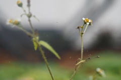 knopkruid#(20241023) flora