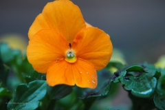 viooltje#(20201024)a flora