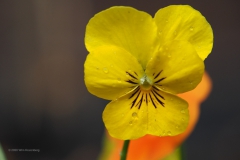 viooltje#(20201024)b flora