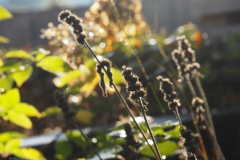 uitgebloeid#(20221105) flora