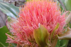 protea#(20141106) flora