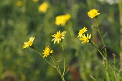 bezemkruiskruid#(20201107) flora