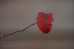 krentenboompje#(20201110) flora