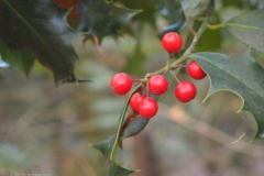 hulst#(20221113) flora