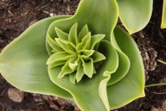 sedum#(20141114) flora