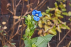 gewone commelina#(20241115)a flora