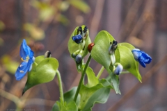 gewone commelina#(20241115)b flora