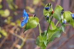 gewone commelina#(20241115)c flora