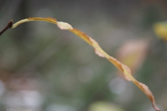 vogelkers#(20231202)a flora