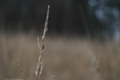 pijpenstrootje#(20231202) flora