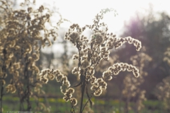 guldenroede#(20211210) flora
