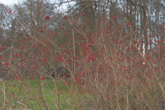 gelderse roos#(20211210)b flora