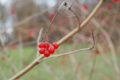 gelderse roos#(20211210)c flora