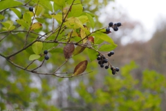 liguster#(20221211)a flora