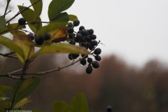 liguster#(20221211)b flora