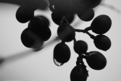 liguster#(20221211)zw flora