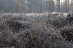 heide#(20221212)b flora