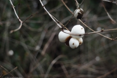 sneeuwbes#(20231225) flora