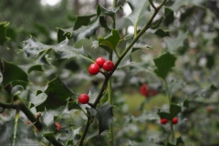 hulst#(20231225) flora