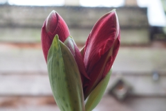 amaryllis#(20221230)aa flora