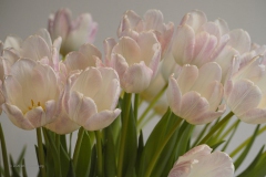 tulpen#(20200107)a flora