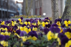 viooltje#(20191130) flora