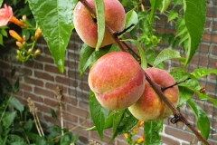 perzik#(20220721)b food