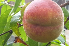 perzik#(20220721)a food