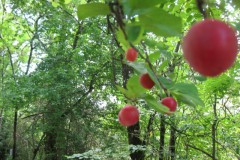 kerspruim#(20110727) food