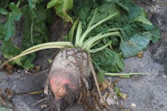 biet#(20250929) food