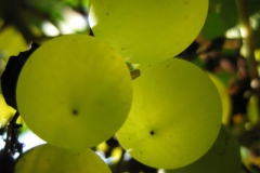 druif#(20110731) food